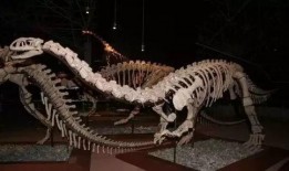 赣县恐龙化石爆料案件最新,揭秘古生物宝藏背后的法律纷争